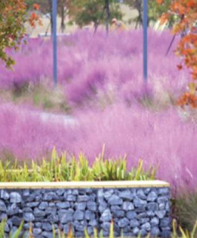 Pink Muhly Grass